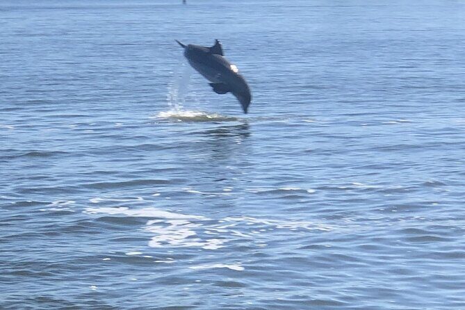 Cocoa Beach Dolphin Tours on the Banana River - FAQ