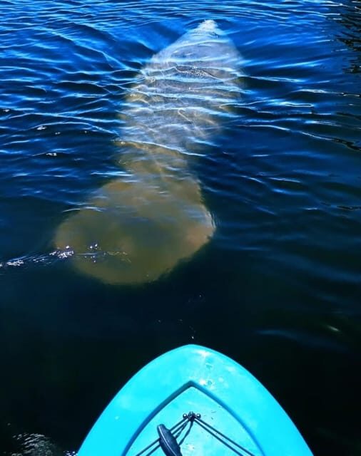 Cocoa Beach/Merritt Island: Guided Dolphin and Manatee Tour - An In-Depth Look at the Florida Dolphin and Manatee Kayak Tour