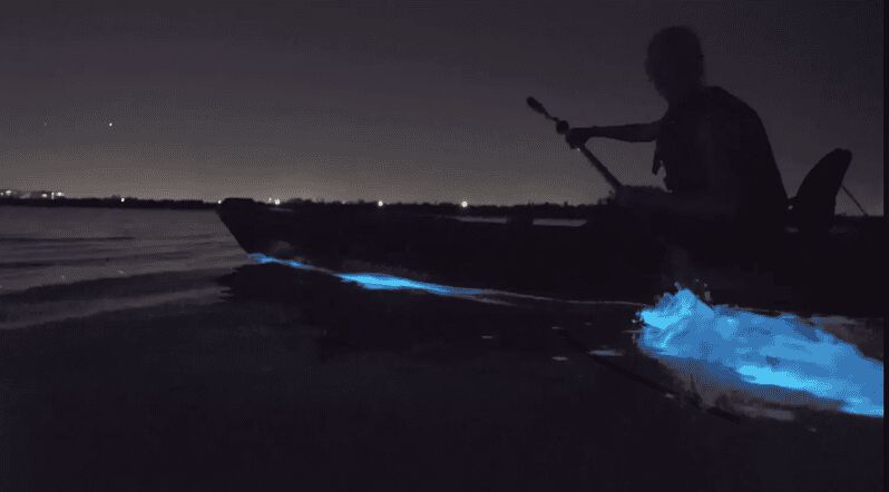 Cocoa Beach/Merritt Island:Bioluminescent kayak tour - Experience the Wonders of Florida’s Bioluminescent Waters
