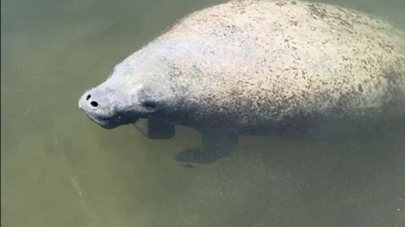 Cocoa Beach: Private Pontoon Sunset Cruise - Key Points