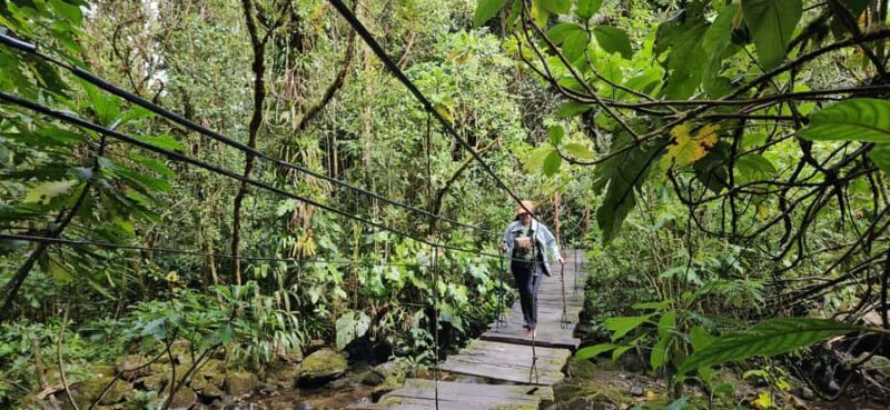 Cocora: trek to the hummingbirds sanctuary - Crossing the Hanging Bridges: A Thrilling Adventure