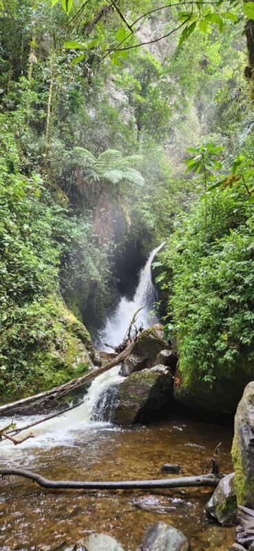 Cocora: trek to the hummingbirds sanctuary - The Return Journey and Picnic Lunch