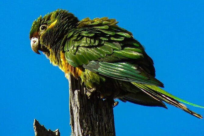 Cocora Valley: Birding & Hiking with Breakfast & Lunch - Frequently Asked Questions