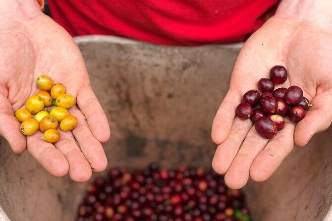 Cocora Valley, Salento and Coffee Farm Day Tour - Exploring the Itinerary in Detail