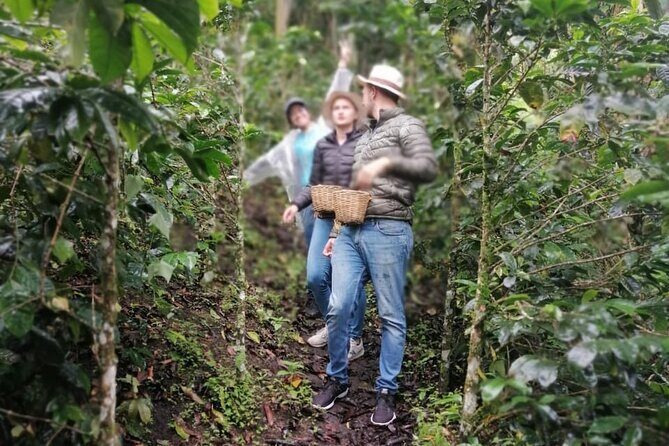 Cocora Valley, Salento and Coffee Farm Day Tour - FAQs