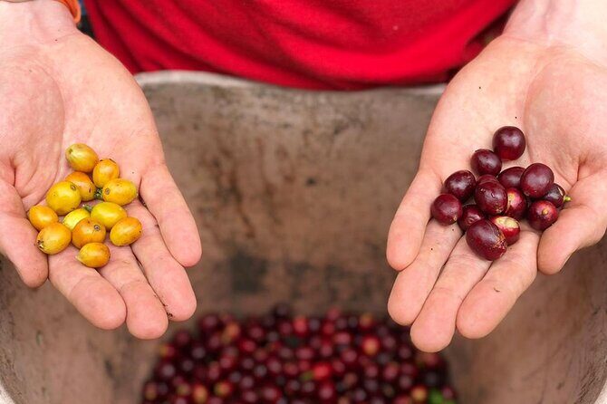 Cocora Valley, Salento and Coffee Farm Day Tour - Why This Tour Excels