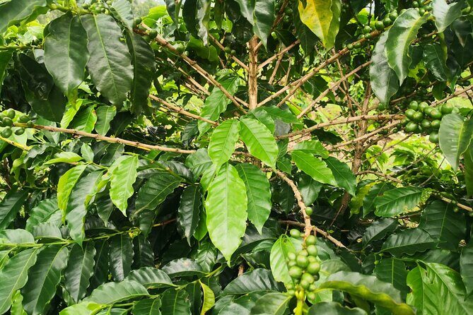 Coffee and Chocolate Walking and Sightseeing Tour at Monteverde Santa Elena - Experience the Flavors of Costa Rica: Coffee and Chocolate Walking and Sightseeing Tour at Monteverde Santa Elena