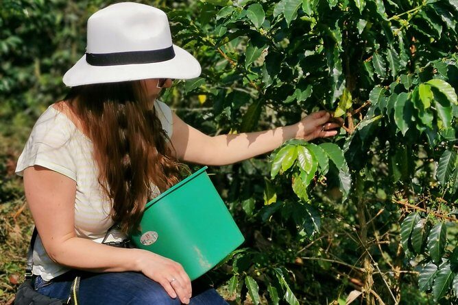 Coffee & Chocolate Private Tour in Medellin: Genuine Experience - Key Points