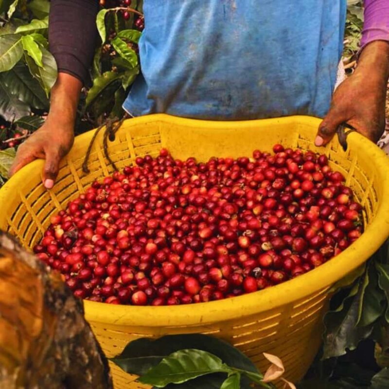 Coffee, Cocoa and Trekking Tour in Minca: Nature, Crops and Production - Key Points