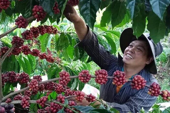 Coffee & Culture Experience _From Farm to Cup by Elon Farm - Key Points