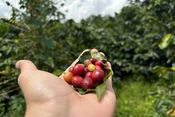 Coffee Cup Smiles And Hotsprings: Coffee Tour and Relax in Nature - Who Should Consider This Tour?
