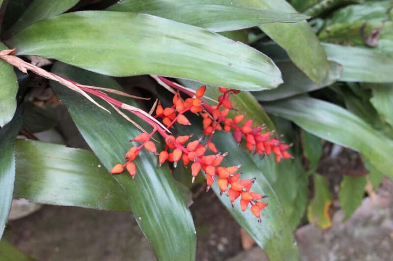 Coffee Experience: Hacienda Coloma Tour from Bogotá - What’s Not Included and Considerations