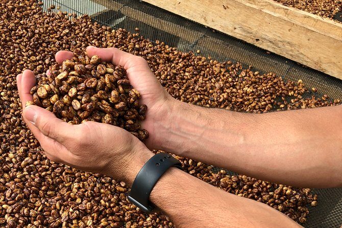 Coffee Farm and Salento Walking Tour - FAQ