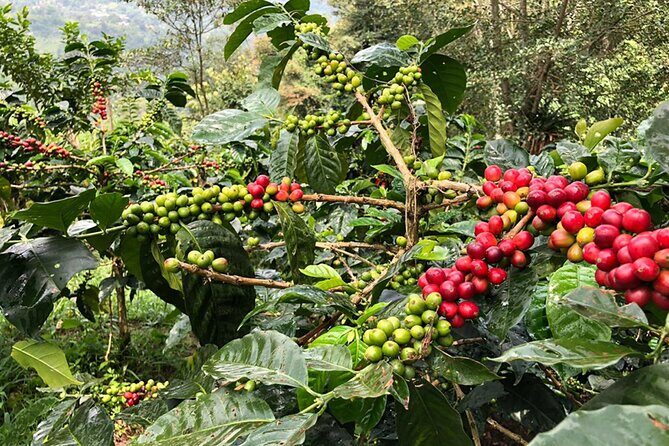 Coffee Farm and Salento Walking Tour - Who Will Love This Tour?