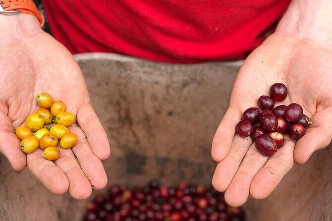 Coffee Farm and Salento Walking Tour - Who Will Love This Tour?