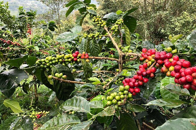 Coffee Farm and Salento Walking Tour - Who Should Book This Tour?