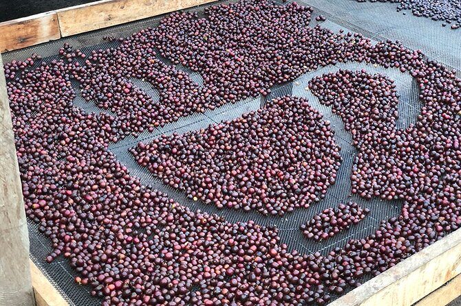 Coffee Farm and Salento Walking Tour - Final Thoughts