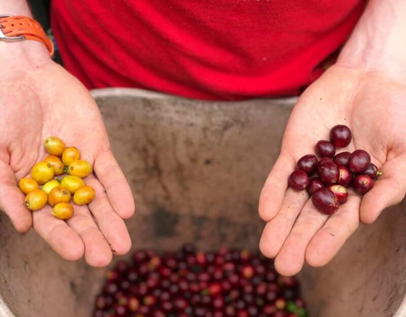 Coffee Farm and Salento Walking Tour - FAQ