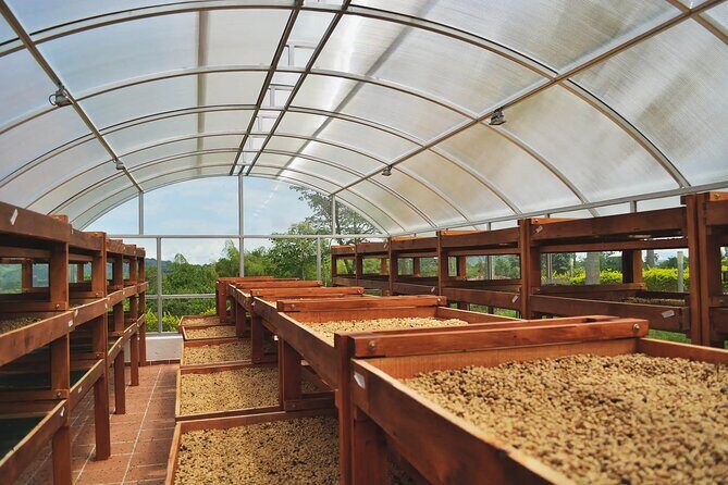 Coffee Farm and Santa Rosa Hot Springs Tour from Pereira or Armenia - Key Points