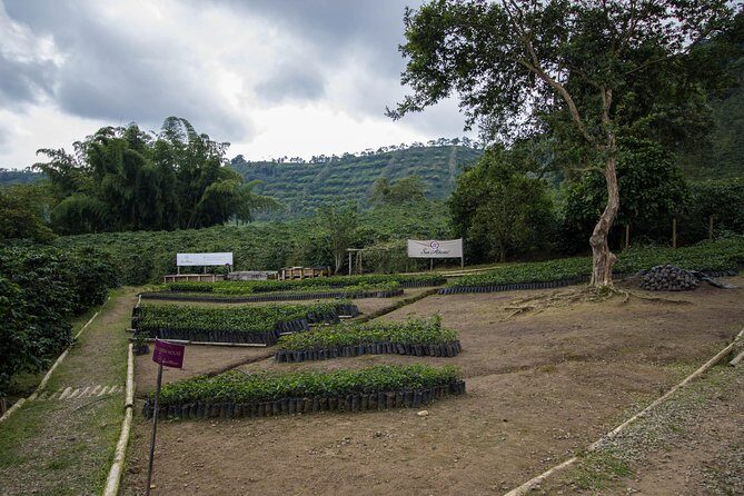 Coffee Farm Experience at Hacienda San Alberto from Salento - The Sum Up