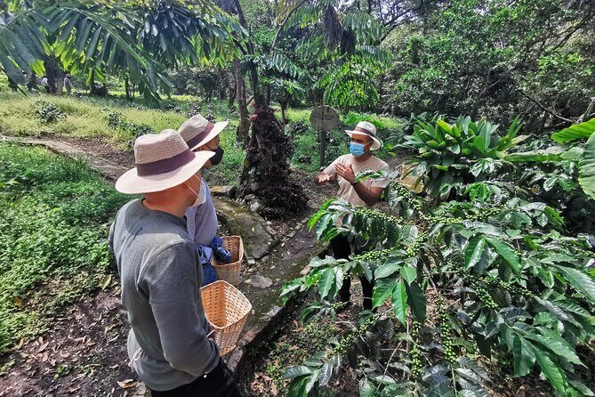 Coffee Farm - Group Tour and Daily Departure - Coffee Farm - Group Tour and Daily Departure: A Deep Dive into Colombia’s Coffee Heritage