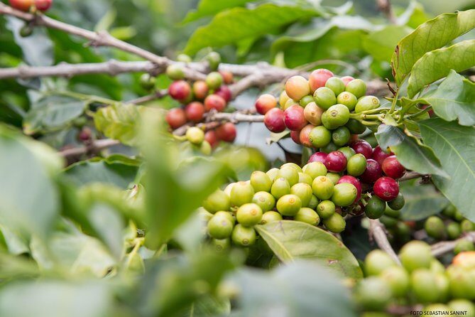 Coffee Farm - Group Tour and Daily Departure - Who Should Consider This Experience?