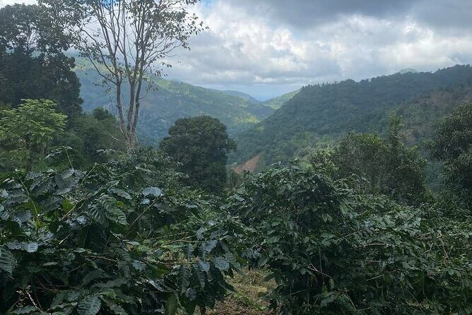 Coffee Farm Tour from Port Antonio - Final Thoughts: Is It Worth It?