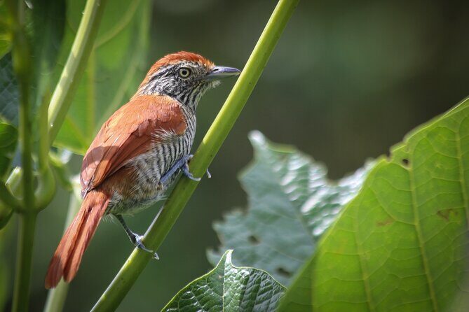 Coffee Lands Birdwatching Tour (transport + guiding) - Key Points
