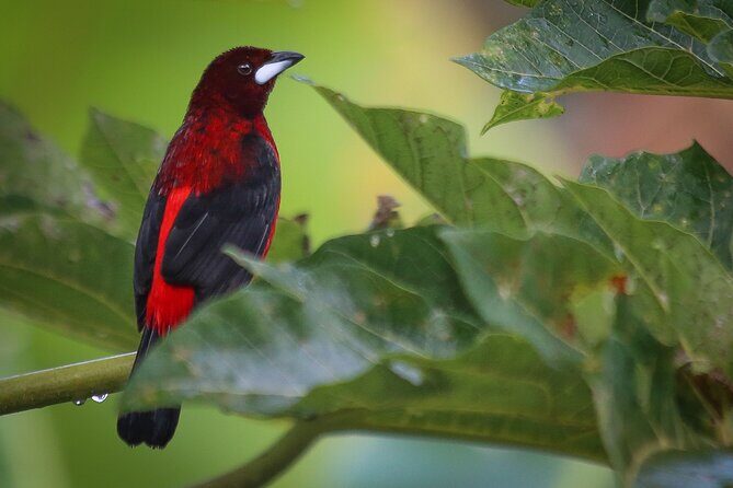 Coffee Lands Birdwatching Tour (transport + guiding) - A Detailed Look at the Coffee Lands Birdwatching Tour