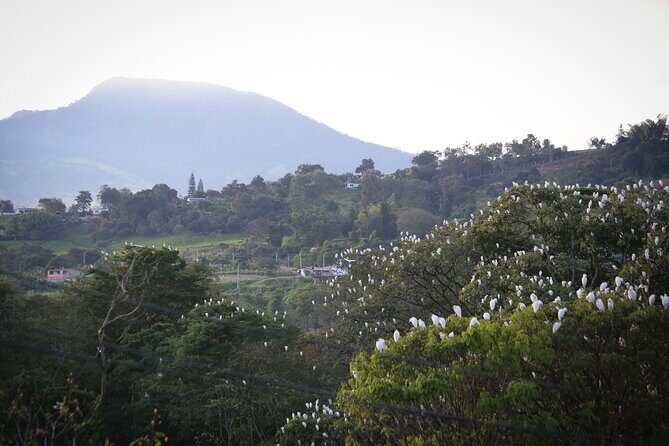 Coffee Lands Birdwatching Tour (transport + guiding) - Final Thoughts