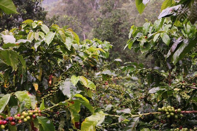 Coffee Paradise at El Paraiso - Experience from Bogota - Coffee Paradise at El Paraiso - Experience from Bogotá