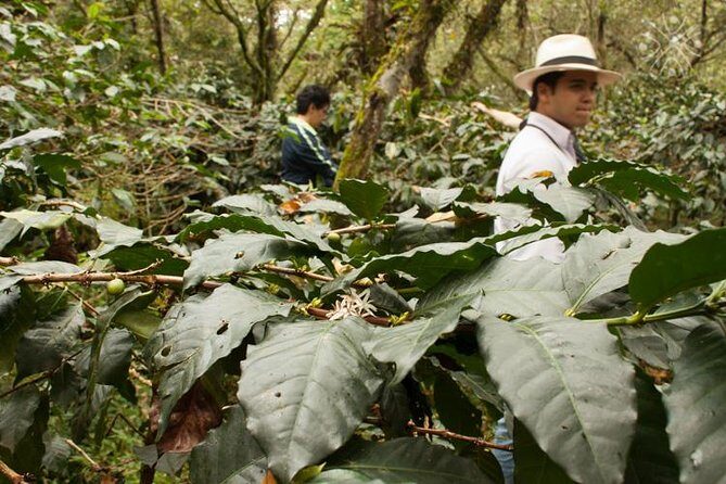 Coffee Paradise at El Paraiso - Experience from Bogota - FAQ