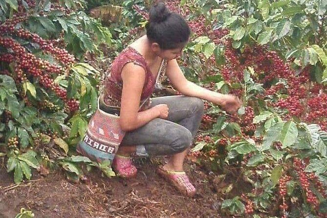 Coffee Plantation Experience - In-Depth Review of the Coffee Plantation Experience