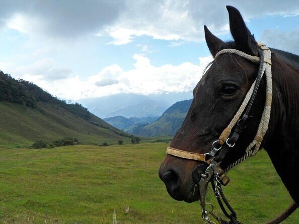 Coffee Plantation in Jardin and City sightseeing Tour - Key Points