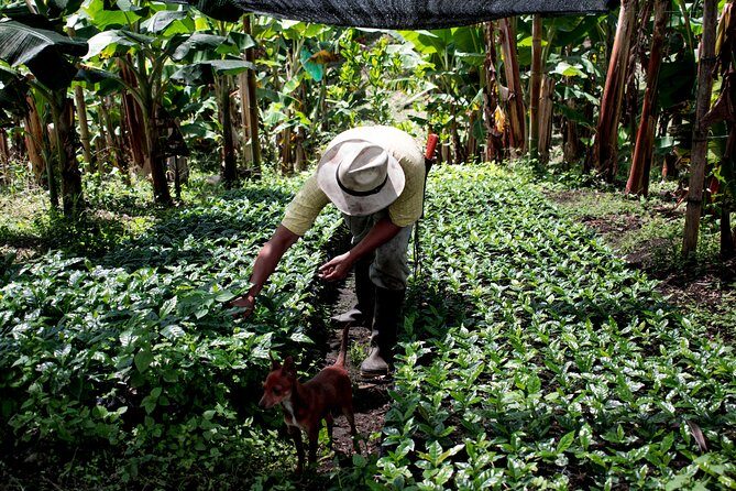 Coffee Tour. - Key Points