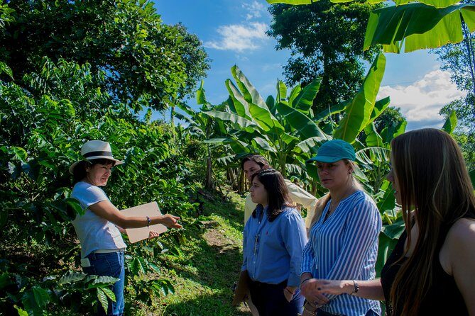 Coffee Tour. - Coffee Tour in Salento, Colombia: A Deep Dive into the Bean-to-Cup Journey