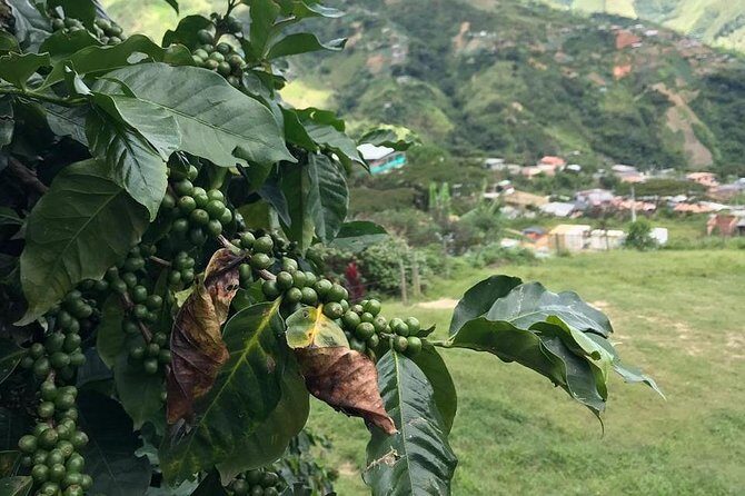 Coffee Tour - All inclusive - Medellín - A Deep Dive into the Coffee Tour Experience