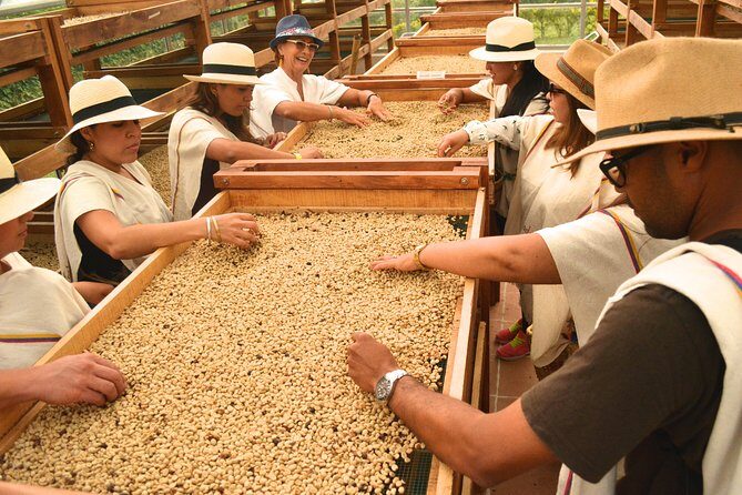 Coffee Tour at the Finca del Café - Key Points