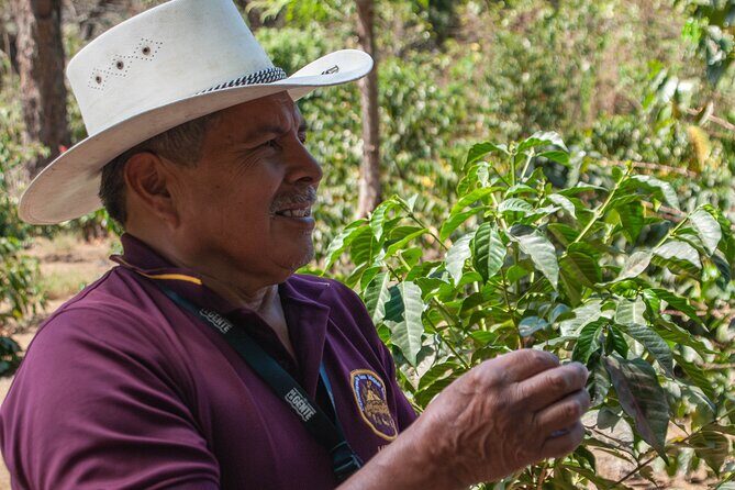 Coffee Tour in Antigua Guatemala - Key Points