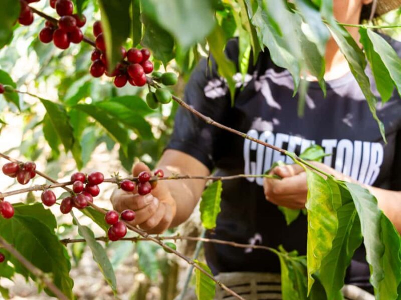 Coffee Tour in Antigua Guatemala - Key Points