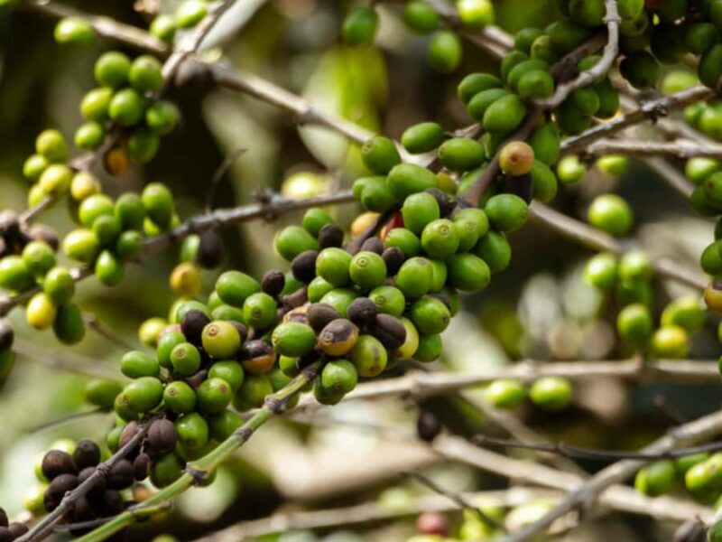 Coffee Tour in Antigua Guatemala - Final Thoughts