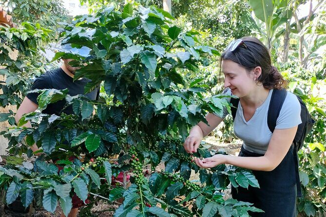 Coffee Tour in Lake Atitlán - A Detailed Look at the Coffee Tour in Lake Atitlán