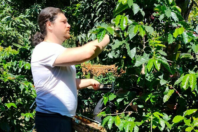 Coffee Tour in Lake Atitlán - Quick Overview: What to Expect from the Coffee Tour in Lake Atitlán