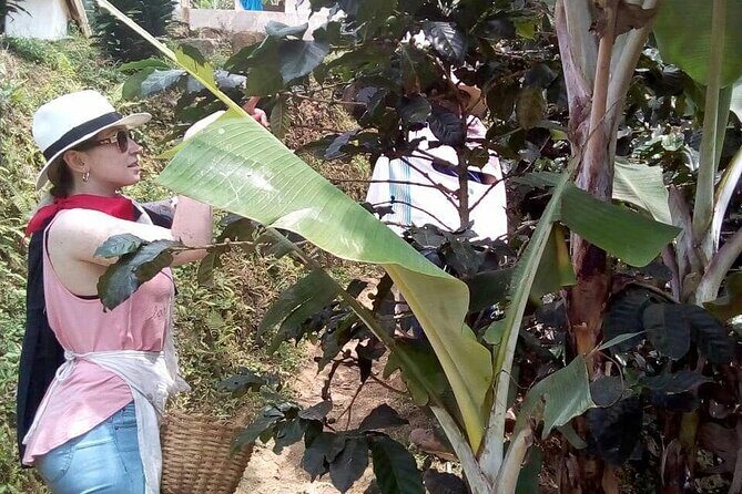 Coffee Tour in Medellin - Key Points