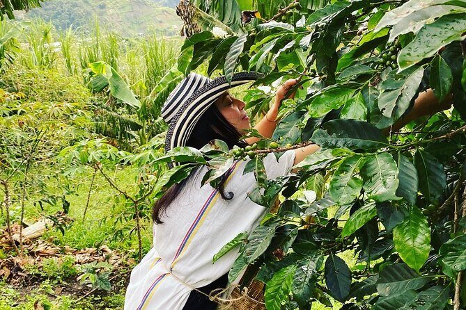 Coffee tour in Medellín with tastings and transportation - What Makes This Tour Stand Out?