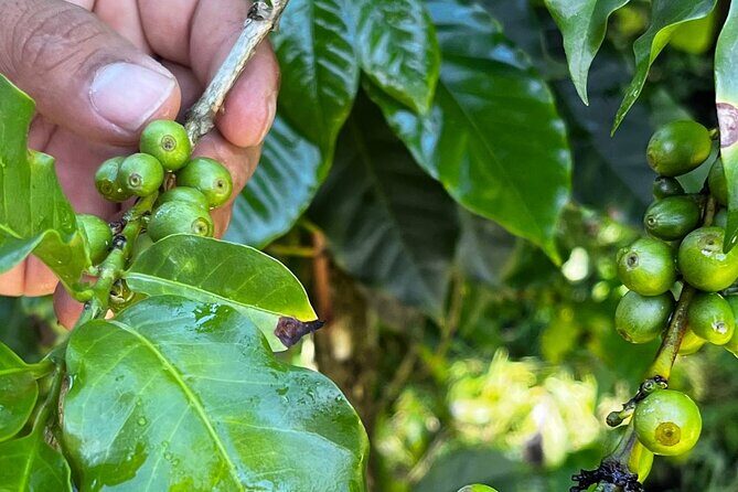 Coffee Tour in Sacatepéquez with Tasting - The Value of a Small Family Farm Tour
