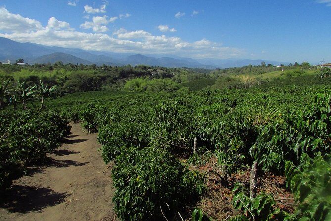 Coffee tour in the heart of the coffee region - Coffee Tour in the Heart of Colombia’s Coffee Region