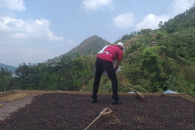 Coffee tour Medellin - Who Should Consider This Tour?