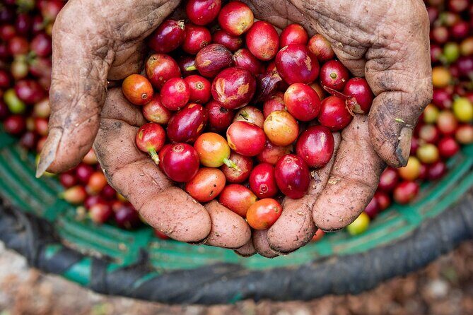 Coffee Tour Monteverde - An Authentic Coffee Experience in Monteverde