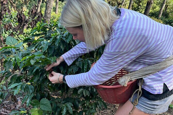Coffee tour near the Agua Volcano with tasting - Key Points